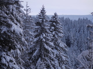 Fototapeta na wymiar winter landscape fir