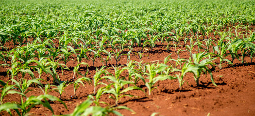 plantação cana de açucar