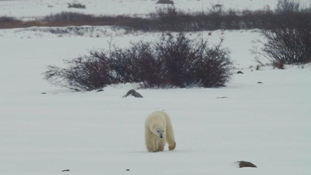 Polar Bear Explores Tundra and Willows