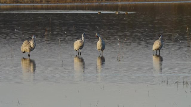Sandhill Cranes and Ducks in Morning Marsh