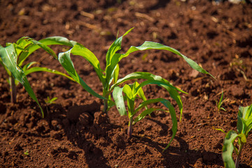 plantação cana de açucar