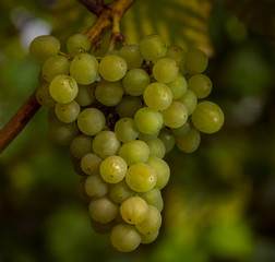 Green wine grapes ready to be picked in England