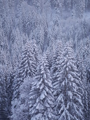 winter landscape fir