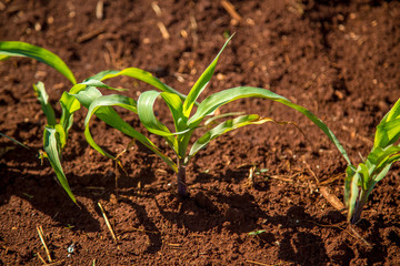 plantação cana de açucar