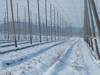 hop fields for beer in wintertime