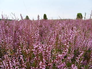rosa Heidekraut Nahaufnahme Besenheide Lüneburger Heide 