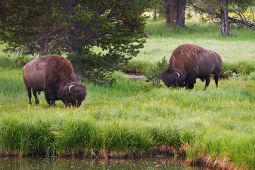 Bison in Yellowstone National Park grazing