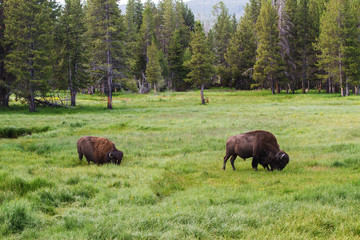 Bison Grazing in Yellowstone National Park