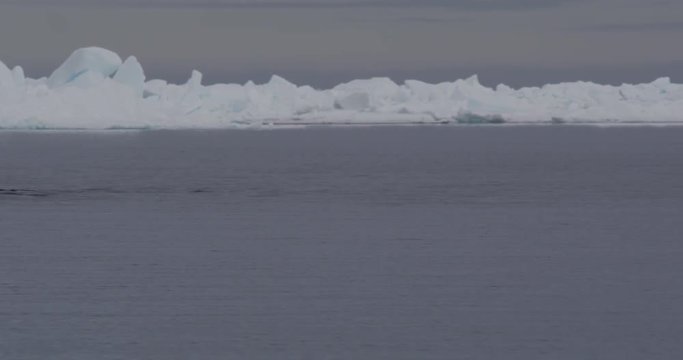 Close on narwhals surfacing and diving near ice edge