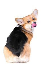 Tricolor Welsh corgi pembroke in studio in front on white backgr