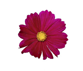 Flower of red cosmos isolated © kingan