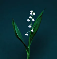Acrylic prints Lily of the valley Lily of the valley