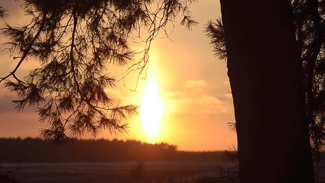 sun illuminates branches of spruce, fiery sunset in winter forest, sun sparkling snowflakes, beautiful winter landscape