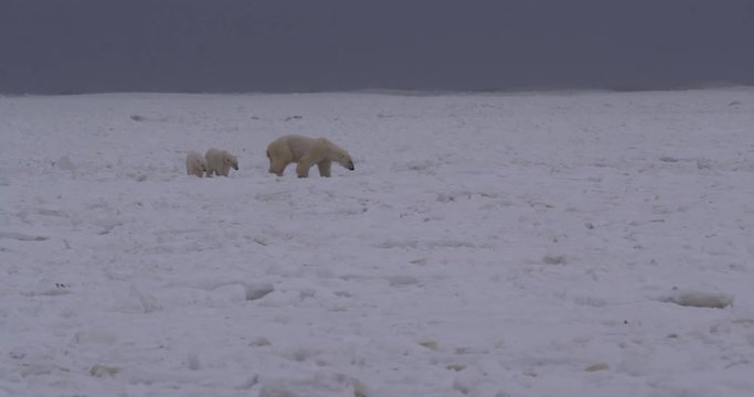 Mother polar bear leads cubs through maze of broken sea ice