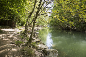 Fototapeta na wymiar river running through a forest