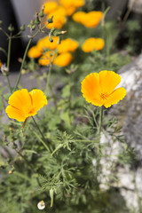 Obraz premium Orange golden poppy