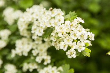 Close up on a shrub with green leaves and white flowers blooming