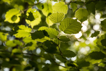Green foliage with sun going through
