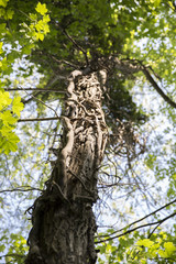An isolated cutout of an upward image of a tall, aged and weathered forest tree.