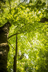 An isolated cutout of an upward image of a tall tree