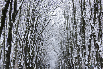 Fototapeta premium winter park with many big trees