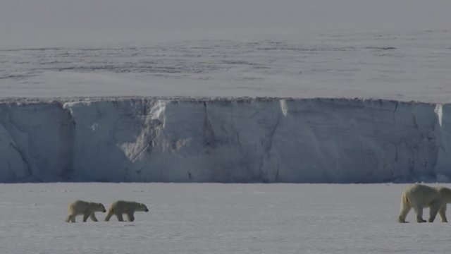 Polar bear family walking across the sea ice on a sunny arctic day