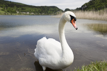 Swan on a lake next to the  green shore