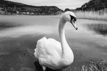 Swan on a lake next to the shore