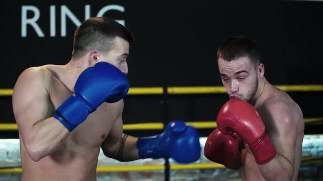 Boxer making hook punch, knockout opponent falls down HD slow motion close-up video. Blows to head on fight ring