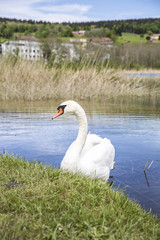 Swan on a lake next to the  green shore