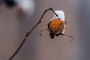 Orange dry dog rose in snow