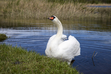 Swan on a lake next to the  green shore
