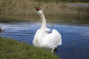 Swan on a lake next to the  green shore