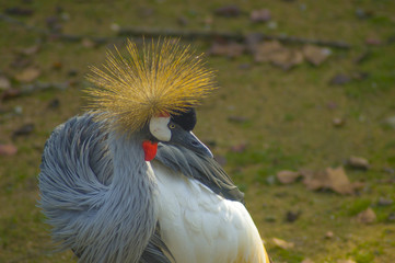 Gray crowned crane © Fabrizio Catanzaro