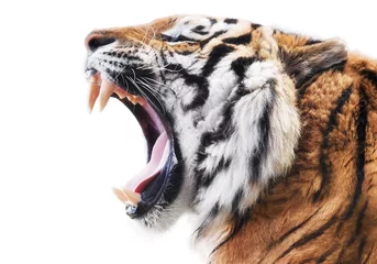 Abwaschbare Fototapete Tiger Tigerzorn