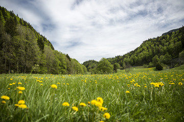 landscape of Jura mountain with blooming green meadow, Switzerland