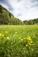 landscape of Jura mountain with blooming green meadow, Switzerland