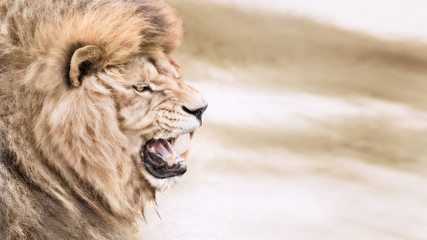 Furious lion