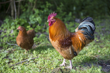 Naklejka na ściany i meble Rooster cock and hen on green field at organic farm