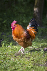 Rooster cock on green field at organic farm