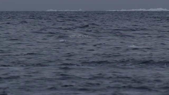 Slow motion - pod of narwhals in icy stormy seas surface and spout