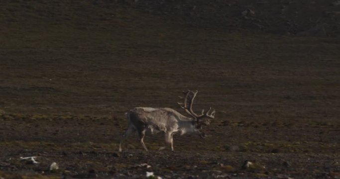 Mature caribou with large antlers walks along coast of Svalbard