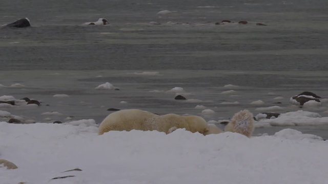 Slow motion - polar bears wrestle and spar on arctic beach