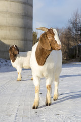 African goats in a farm in Nordland, Norway