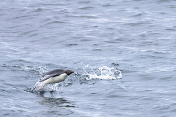 Adelie Penguin