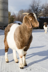 Obraz premium African goat in a farm in Nordland, Norway
