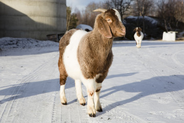 Obraz premium African goat in a farm in Nordland, Norway