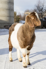 African goat in a farm in Nordland, Norway