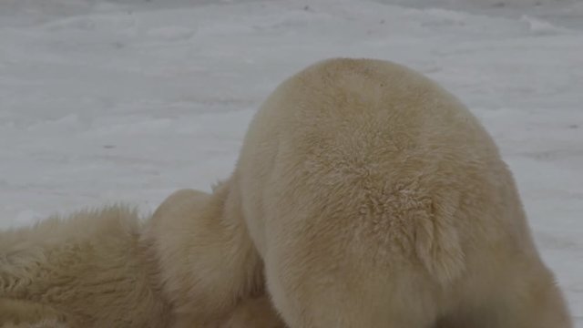 Slow motion - two bears play and bite and wrestle on sea ice then spar