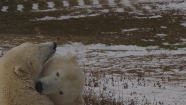 Slow motion - close two polar bears biting and fighting in the windy tundra